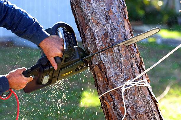 Best Stump Grinding and Removal  in Fayette, OH