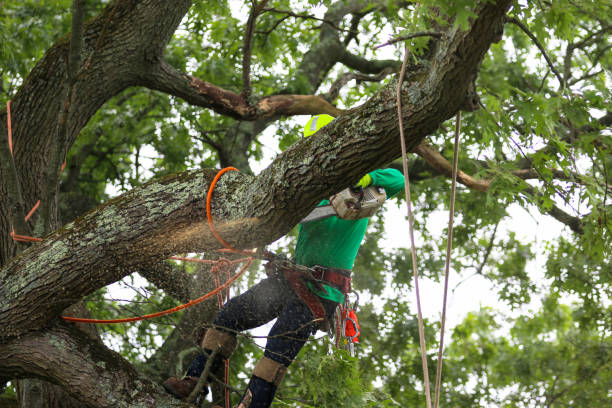 Best Tree Trimming and Pruning  in Fayette, OH