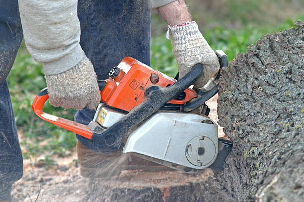 Best Hazardous Tree Removal  in Fayette, OH