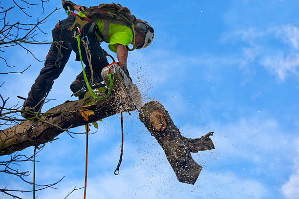 Best Commercial Tree Services  in Fayette, OH
