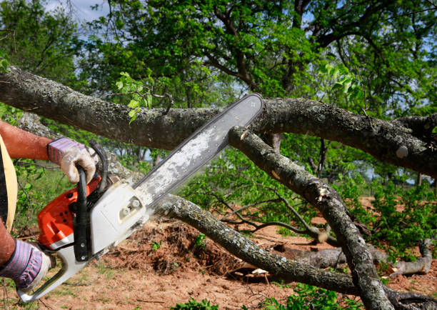 Best Tree Disease Treatment  in Fayette, OH