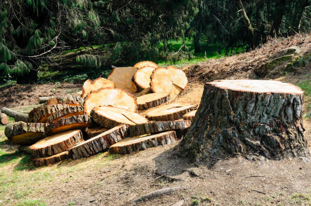 Trusted Fayette, OH Tree Care Experts